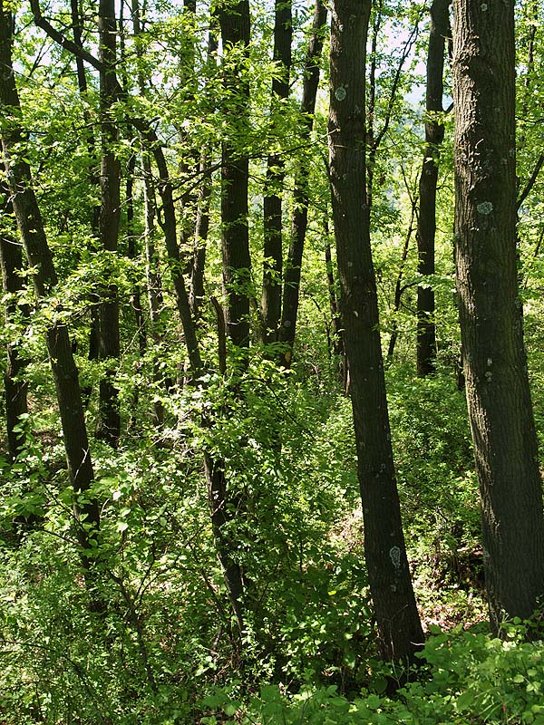 Oasi naturalistica del Carmine